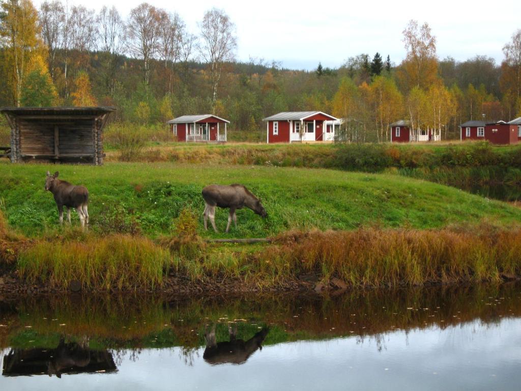 Klaraelvens Camping Stöllet Eksteriør billede